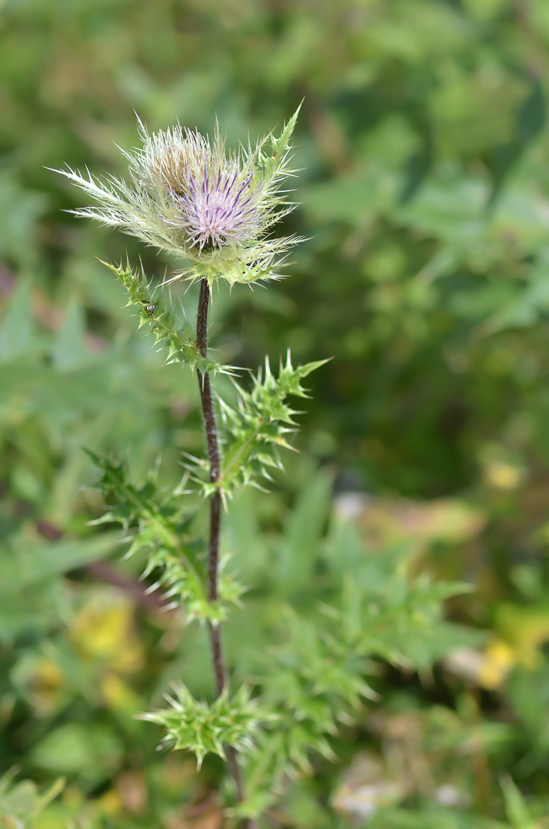 Изображение особи Cirsium obvallatum.