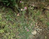 Cirsium vulgare