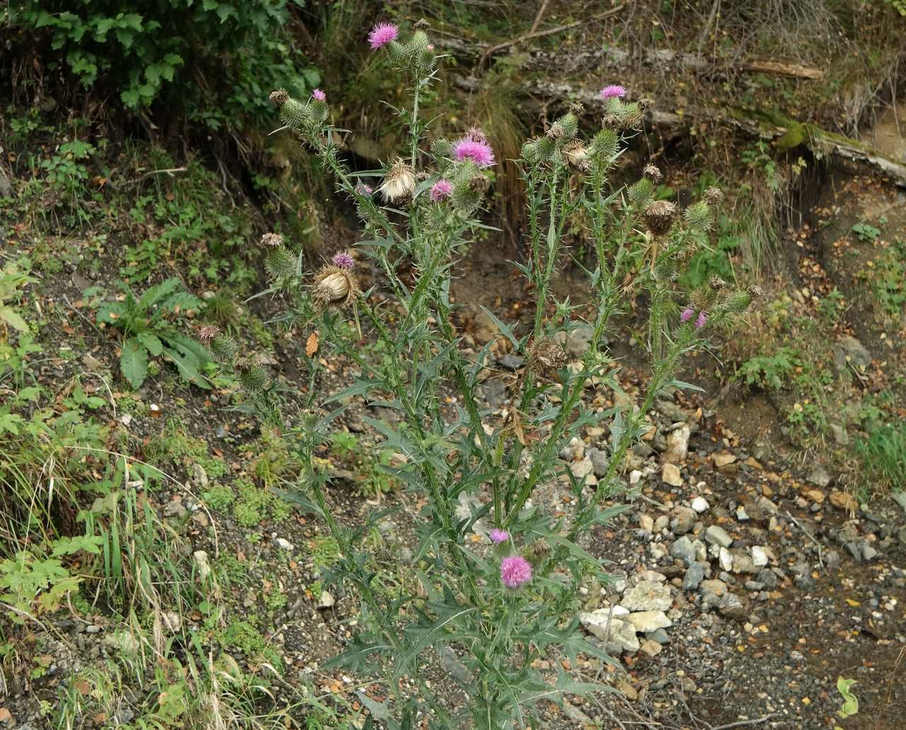 Изображение особи Cirsium vulgare.