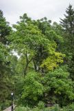 Juglans cinerea