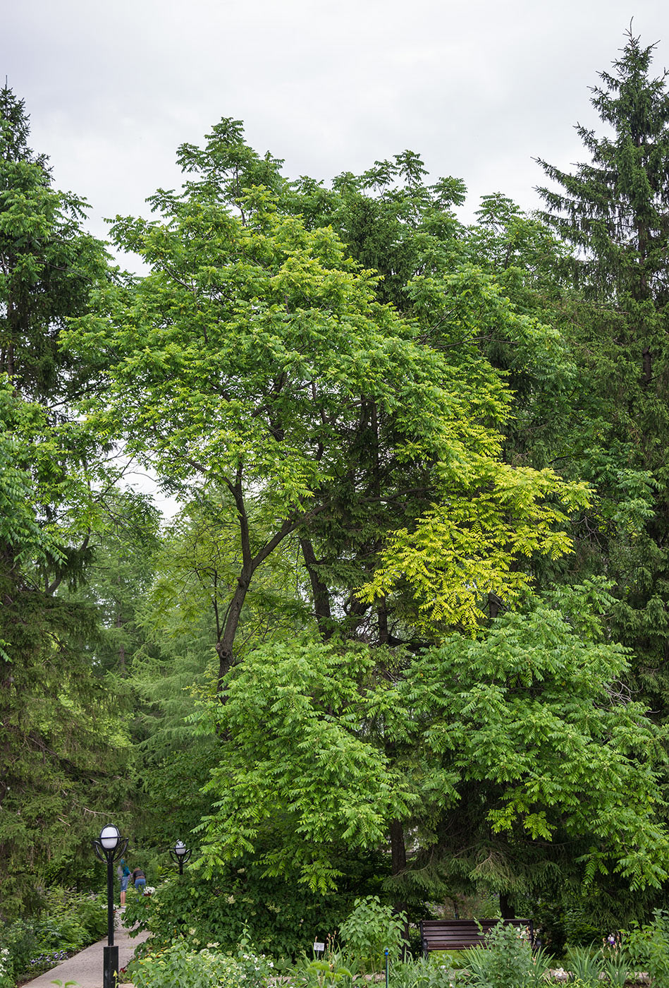 Image of Juglans cinerea specimen.