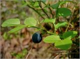 Vaccinium myrtillus