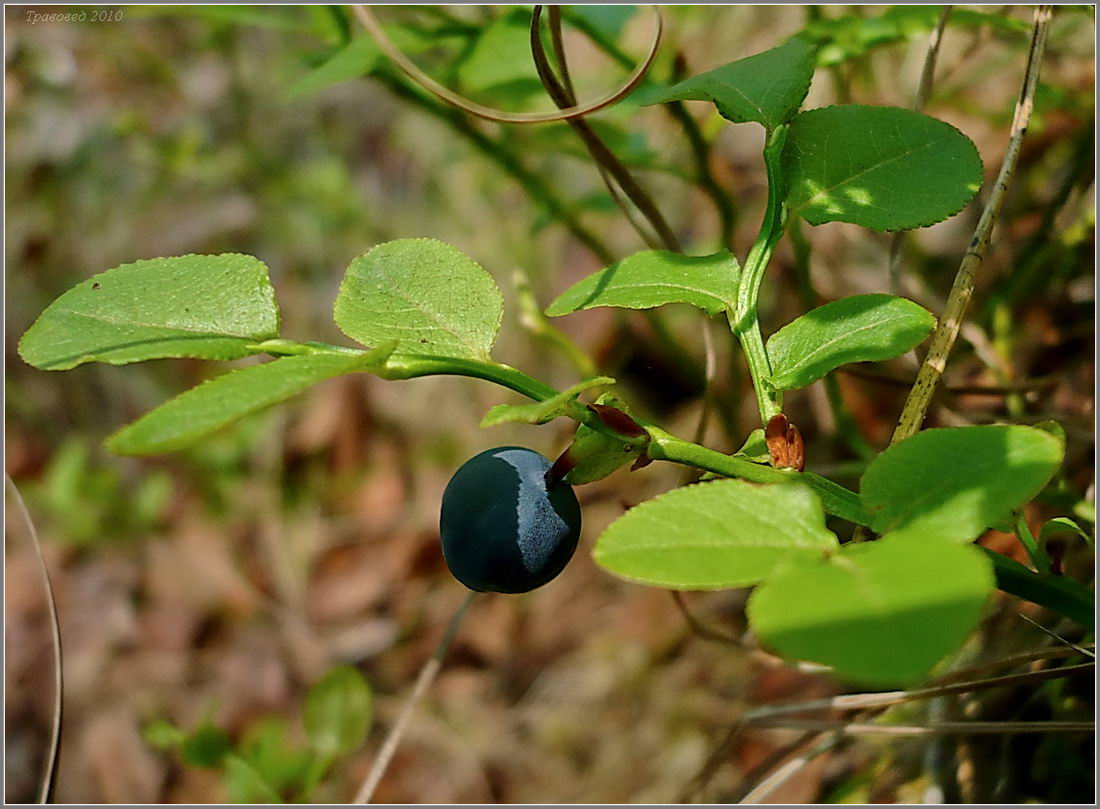 Изображение особи Vaccinium myrtillus.