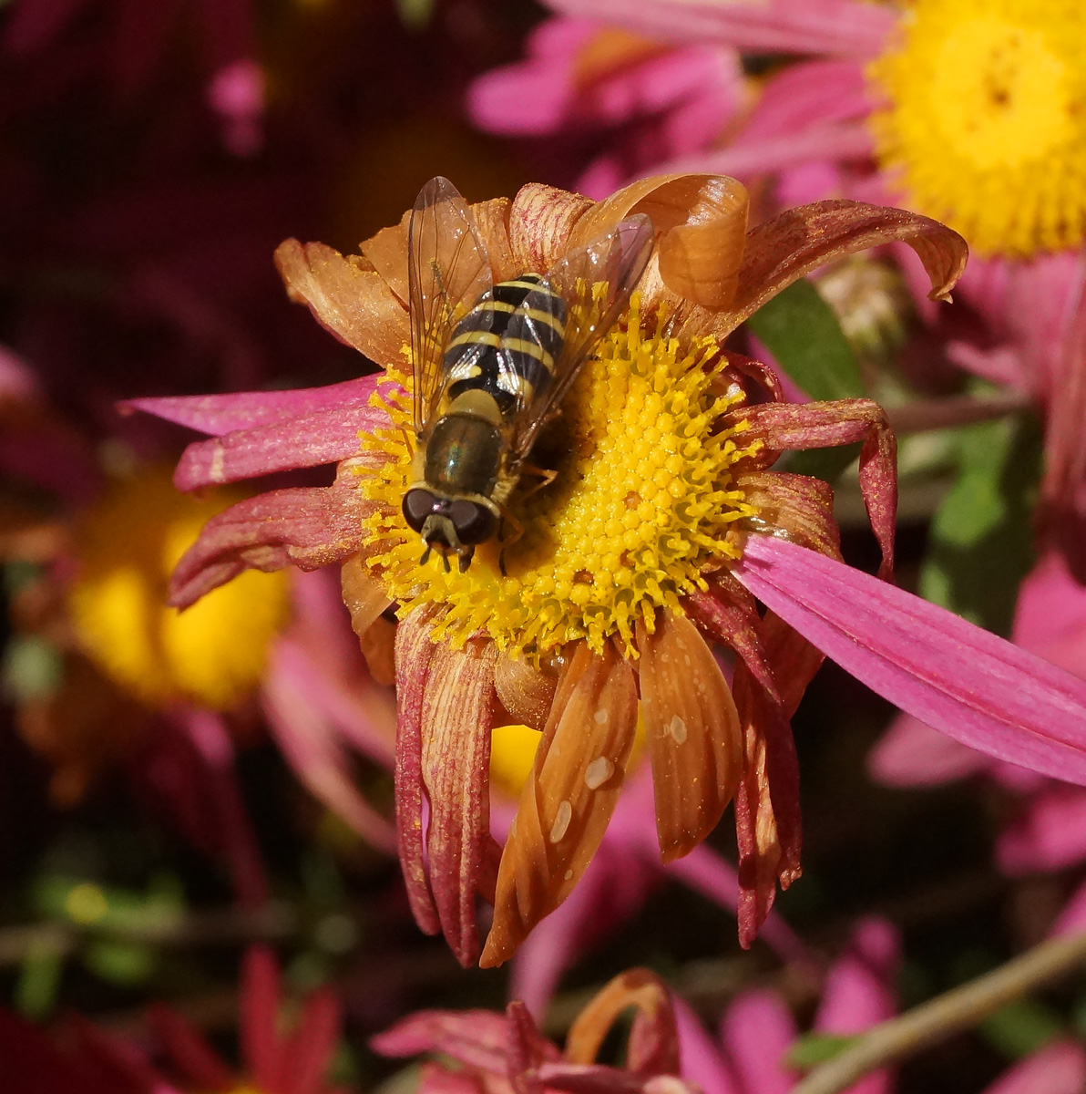 Image of Chrysanthemum indicum specimen.