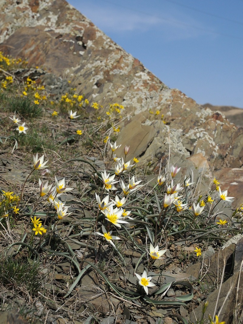 Image of Tulipa orthopoda specimen.