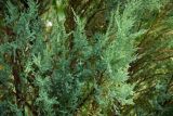 Juniperus scopulorum. Побеги ('Blue Arrow'). Кировская обл., г. Киров, Ботанический сад Вятского государственного университета, в культуре. 07.07.2018.