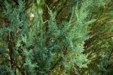 Juniperus scopulorum