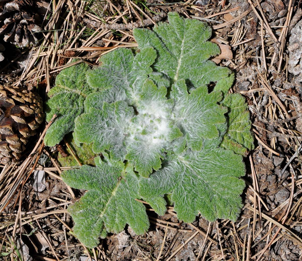 Изображение особи Salvia aethiopis.