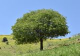 Celtis caucasica