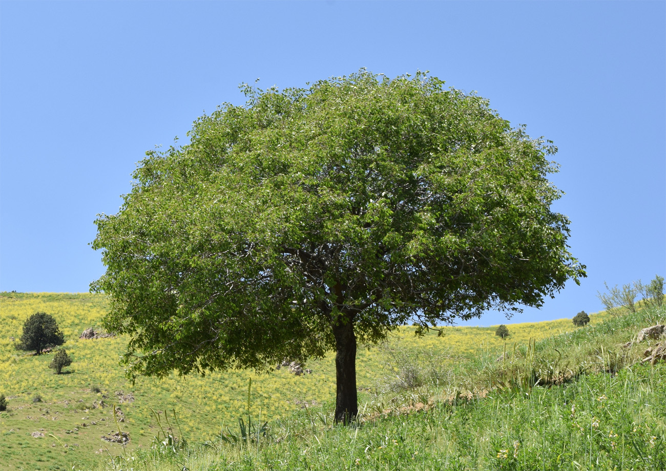 Изображение особи Celtis caucasica.