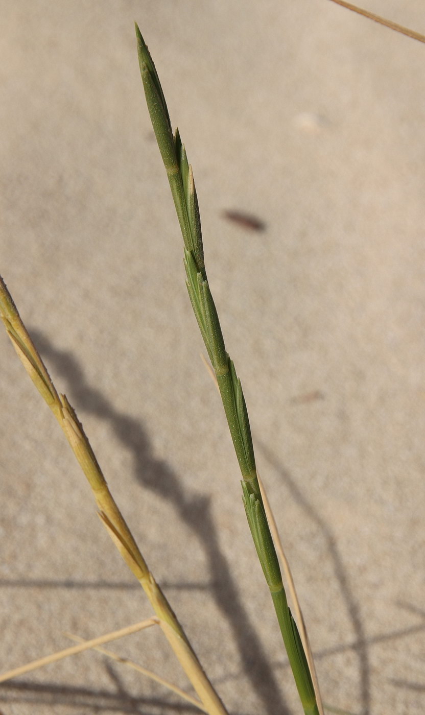 Изображение особи Elytrigia juncea.