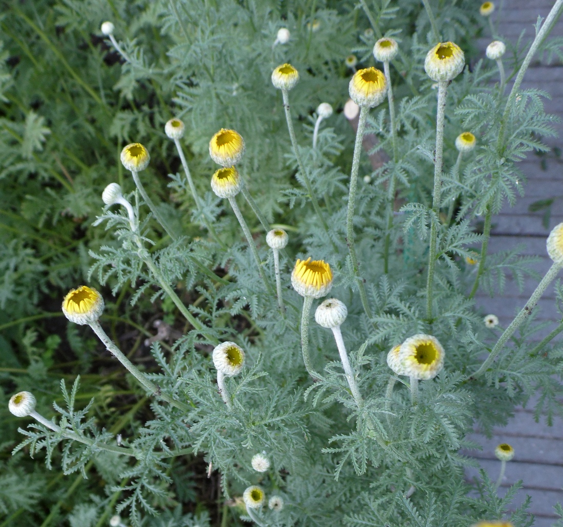 Image of Anthemis tinctoria specimen.