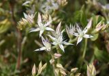 Sedum pallidum