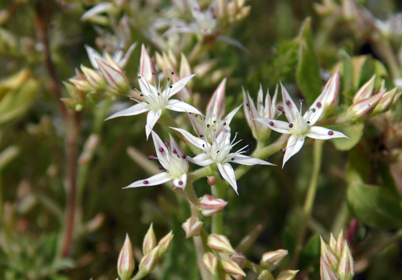 Изображение особи Sedum pallidum.