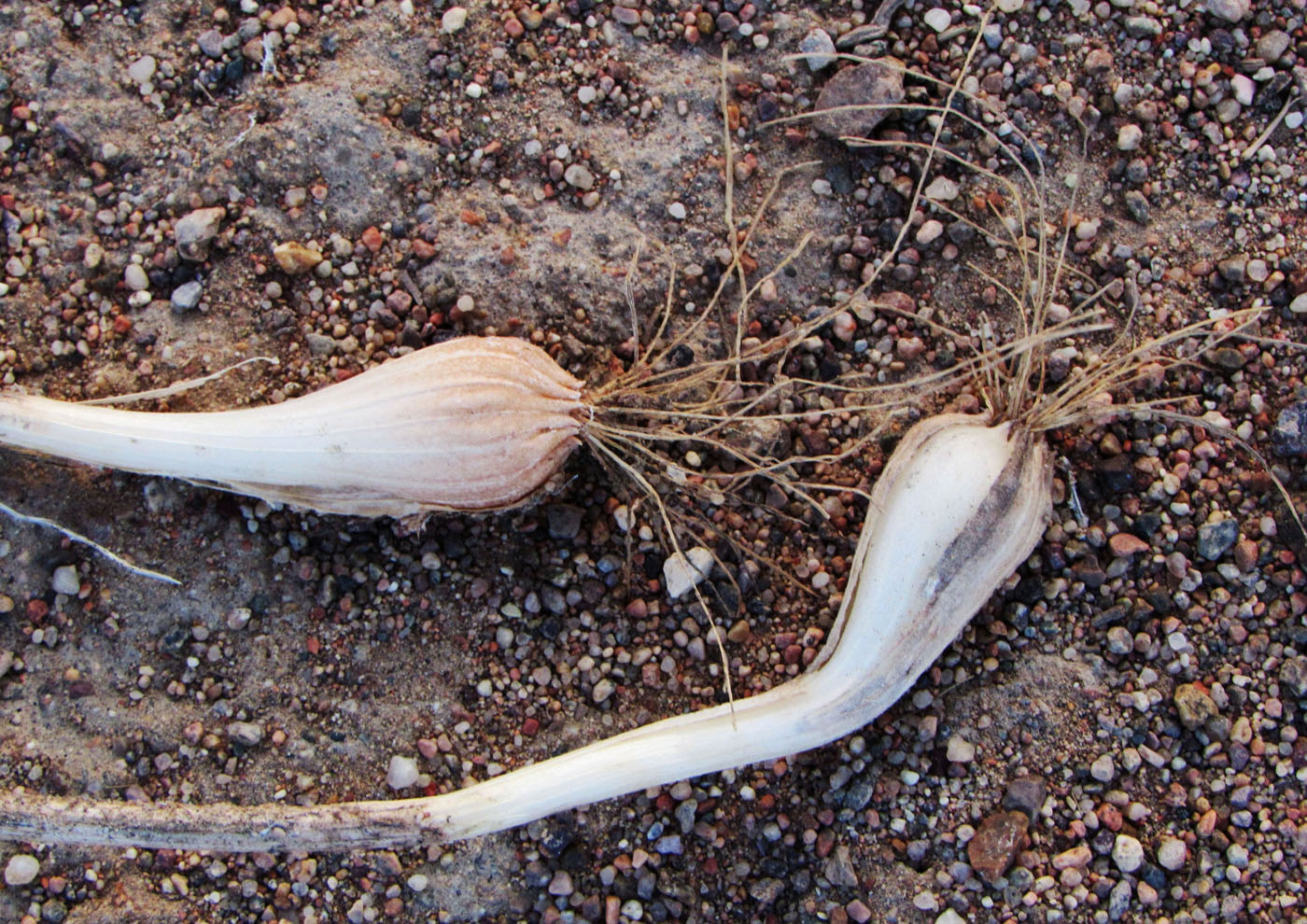 Image of Allium sabulosum specimen.
