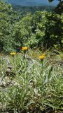 Inula ensifolia