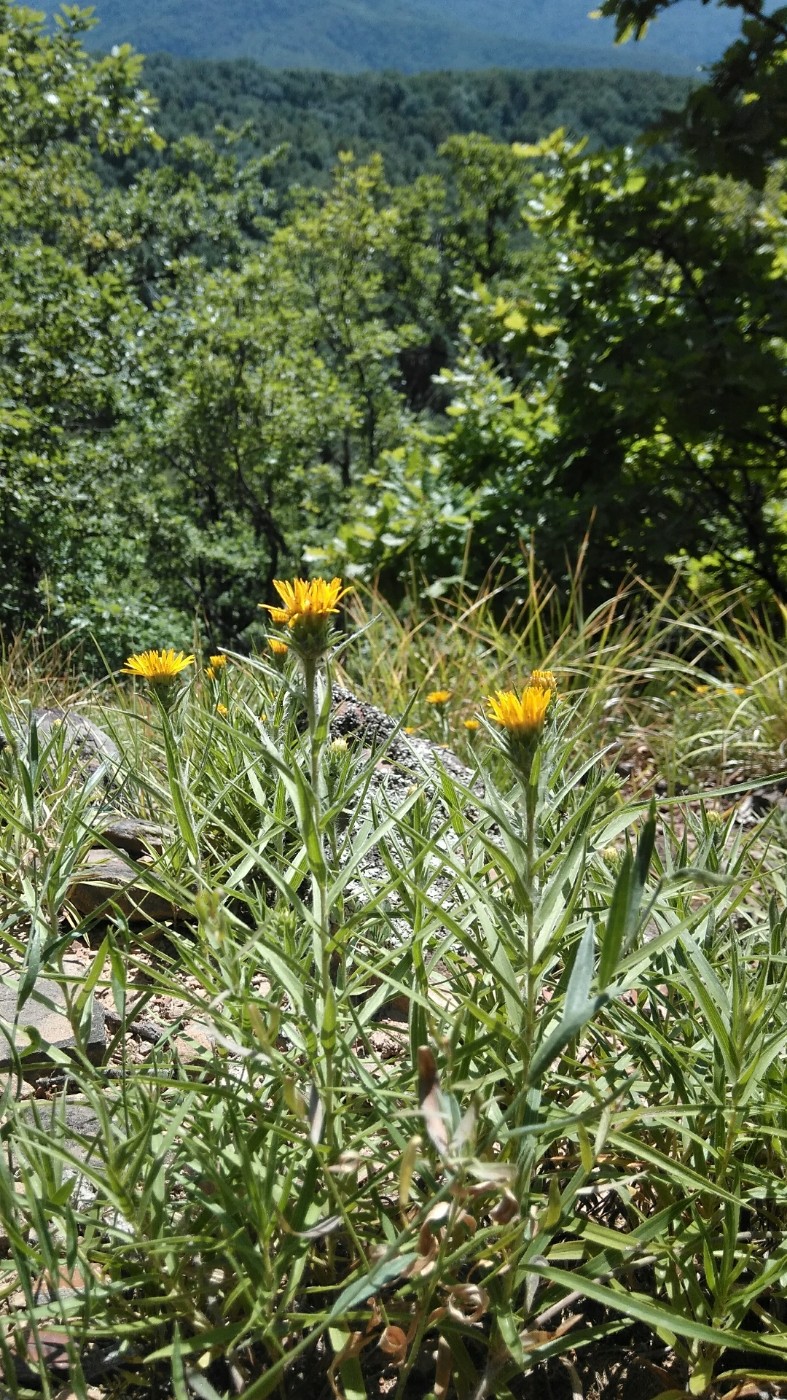 Изображение особи Inula ensifolia.