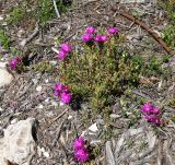 Lampranthus productus