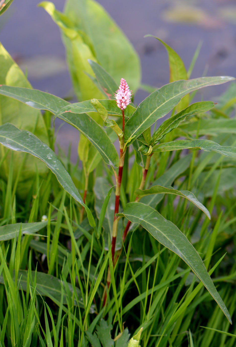 Image of Persicaria amphibia specimen.