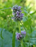 Phlomoides alpina. Соцветие. Алтайский край, Чарышский р-н, верховья руч. Большой Тигирек. 16 июля 2010 г.