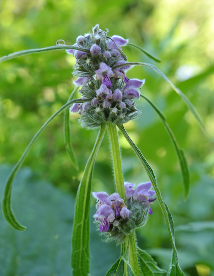 Image of Phlomoides alpina specimen.