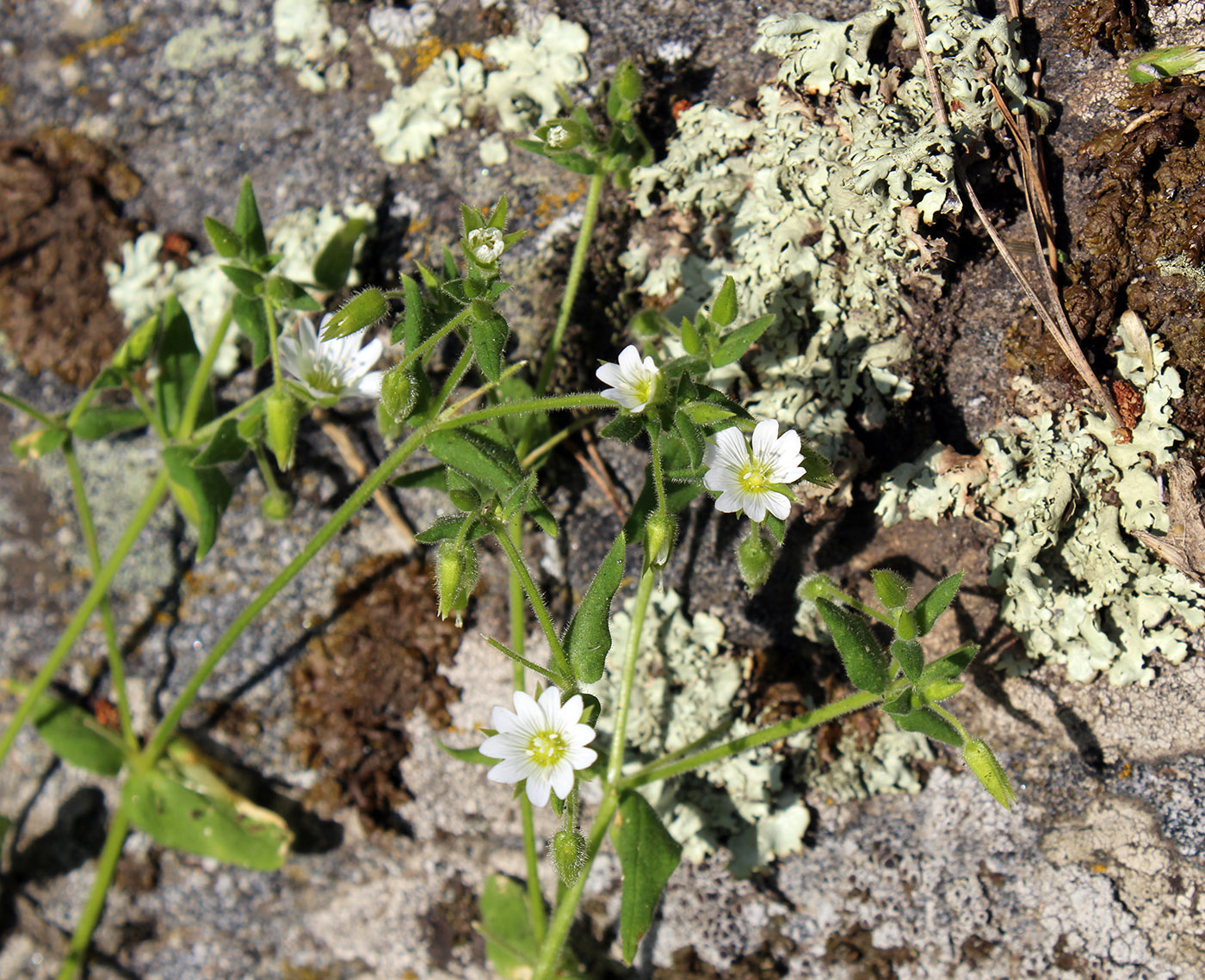 Image of Cerastium nemorale specimen.