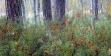 Ledum palustre