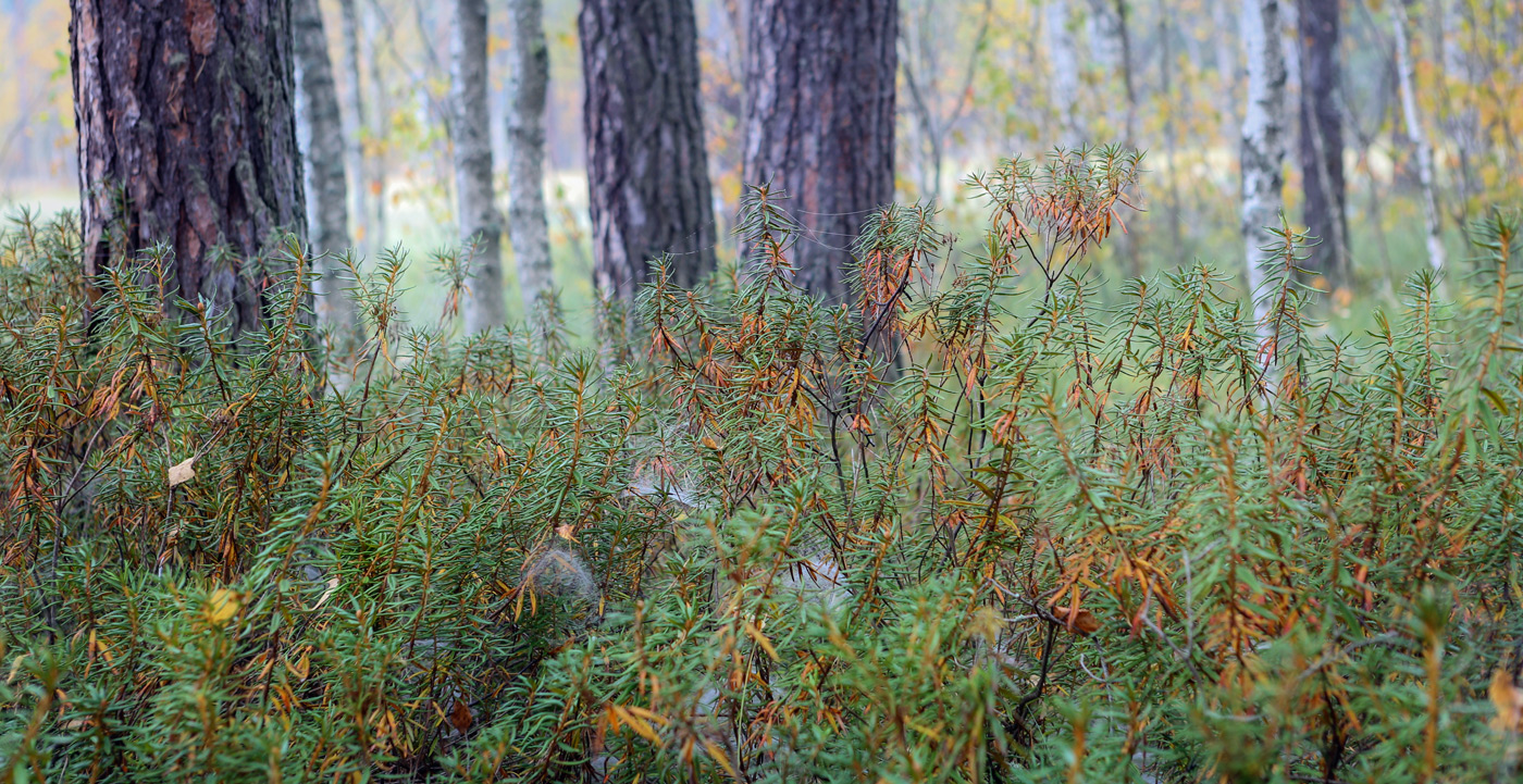 Image of Ledum palustre specimen.