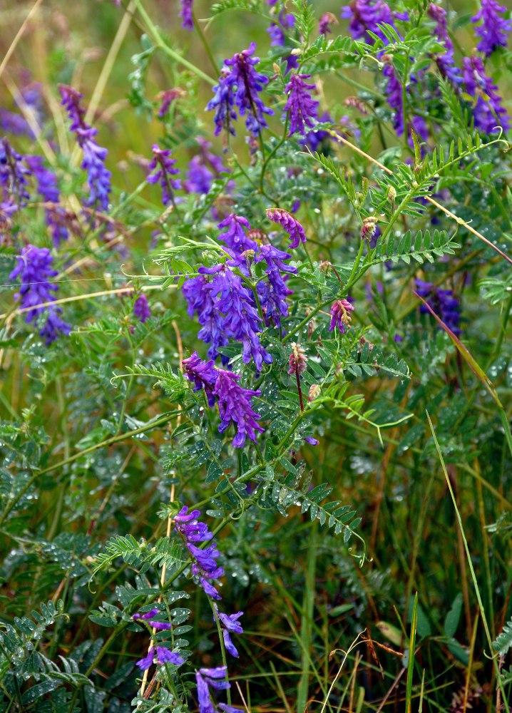 Image of Vicia cracca specimen.