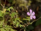 Geranium robertianum. Верхушка побега с цветком и плодами. Краснодарский край, МО город-курорт Сочи, Адлерский р-н, Краснополянский поселковый округ, южный склон хр. Аибга, долина р. Менделиха, 1470 м н.у.м. 5 октября 2019 г.