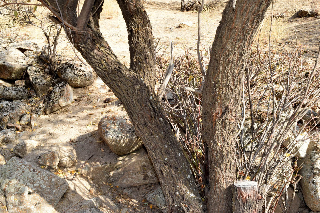 Image of Amygdalus bucharica specimen.