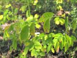 Leptopus colchicus. Верхушка побега; листья с поражениями. Краснодарский край, Сочи, окр. с. Ахштырь, лес на склоне. 08.11.2019.