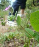 Erodium malacoides