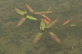 Persicaria amphibia