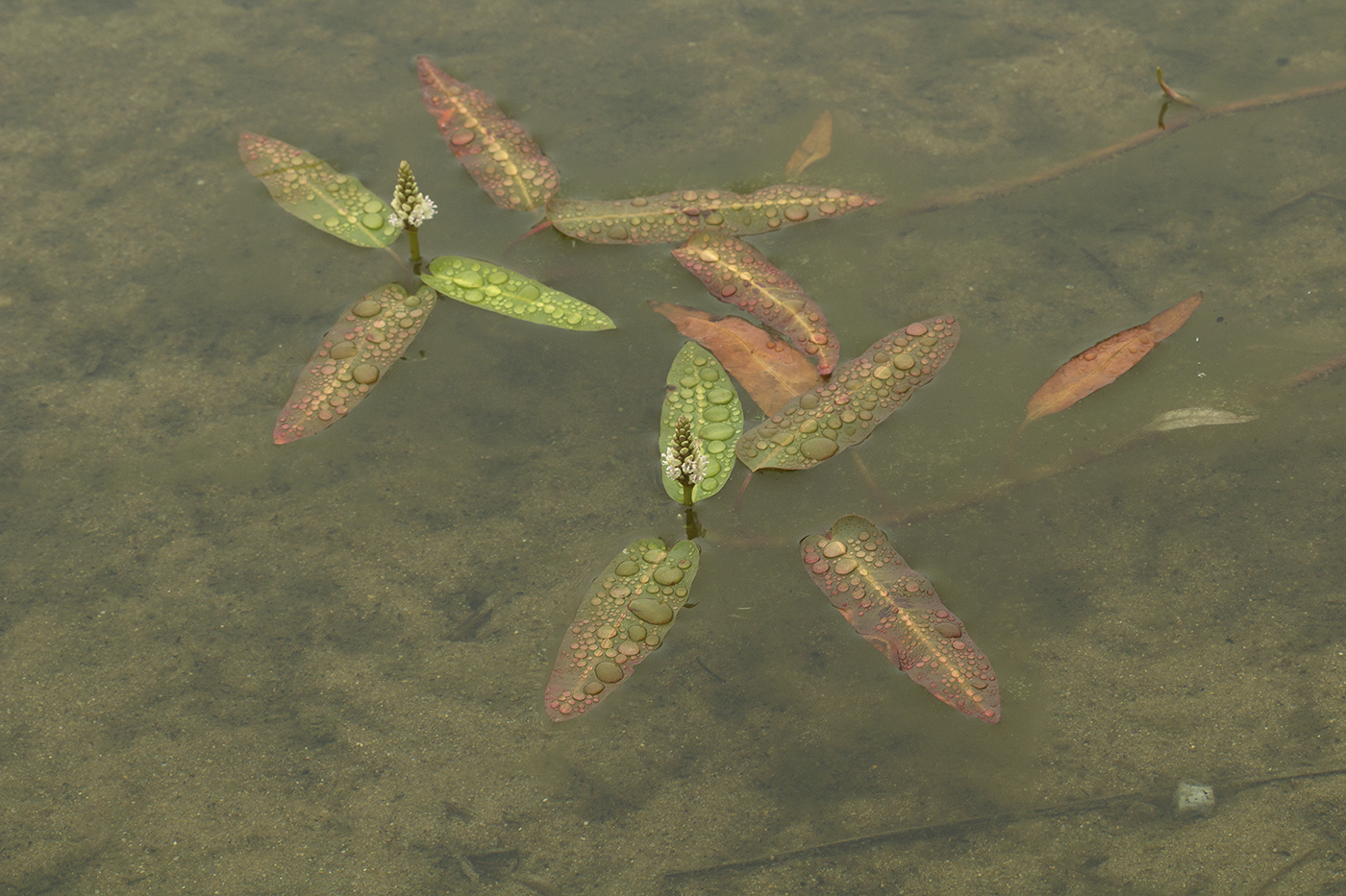 Image of Persicaria amphibia specimen.