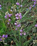 Oxytropis teres