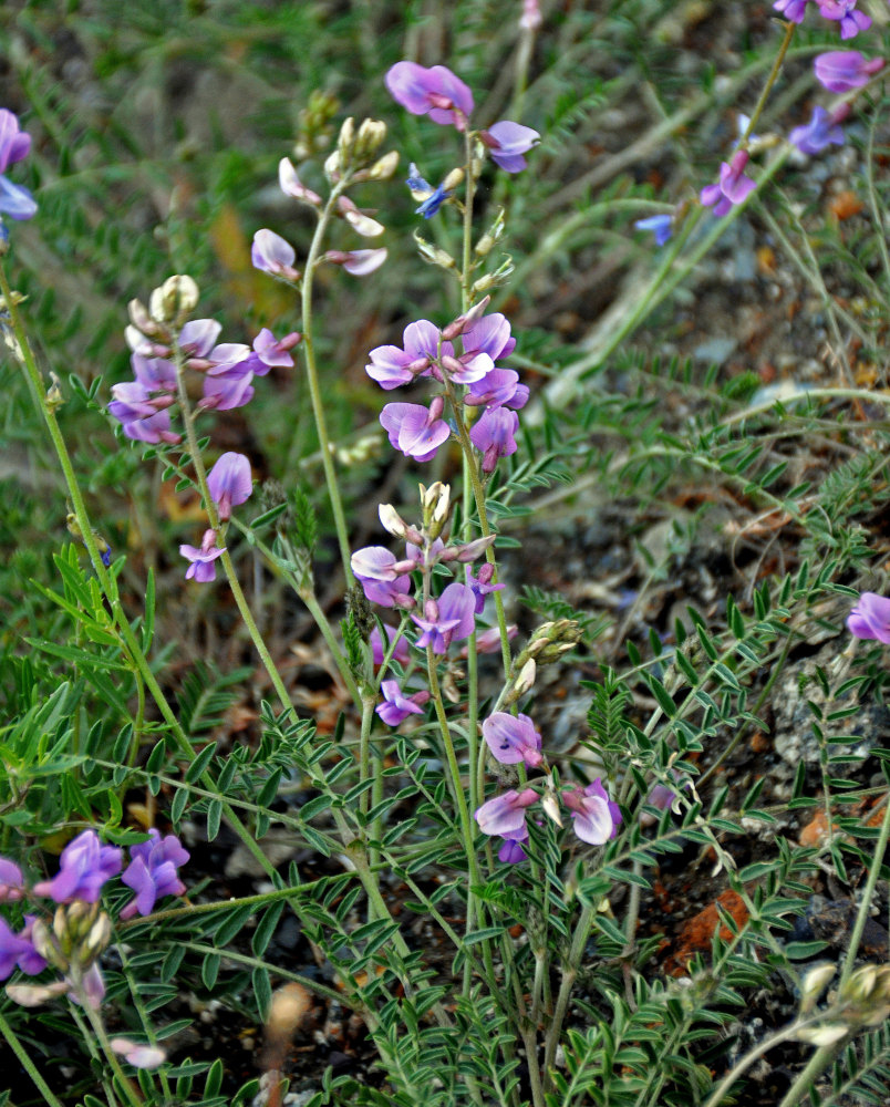 Изображение особи Oxytropis teres.