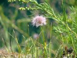 Allium splendens