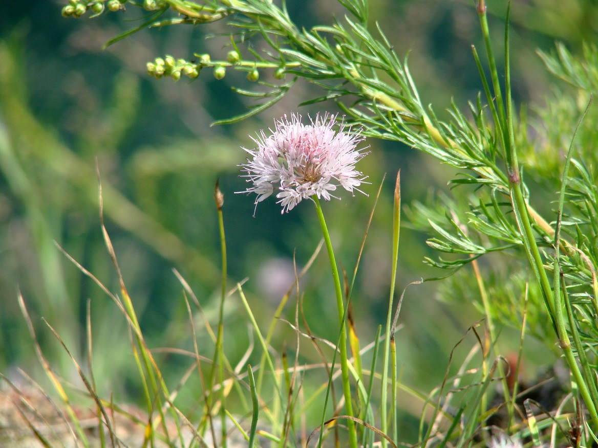 Изображение особи Allium splendens.