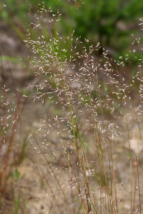 Image of Avenella flexuosa specimen.