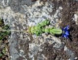 Gentiana pseudoaquatica