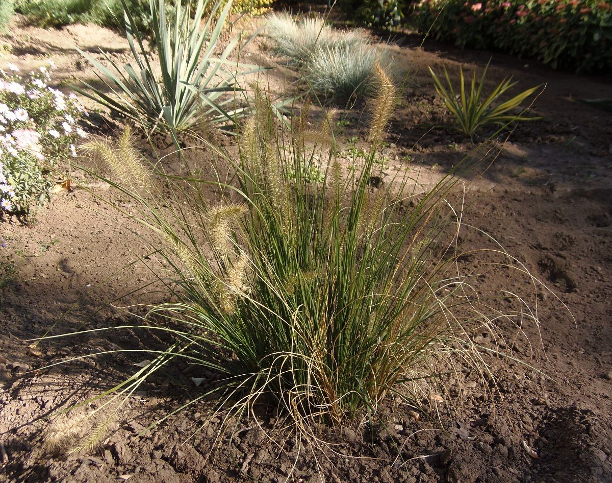 Изображение особи род Pennisetum.