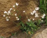 Melandrium latifolium. Цветущее растение. Азербайджан, Гобустанский заповедник. 10.04.2020.