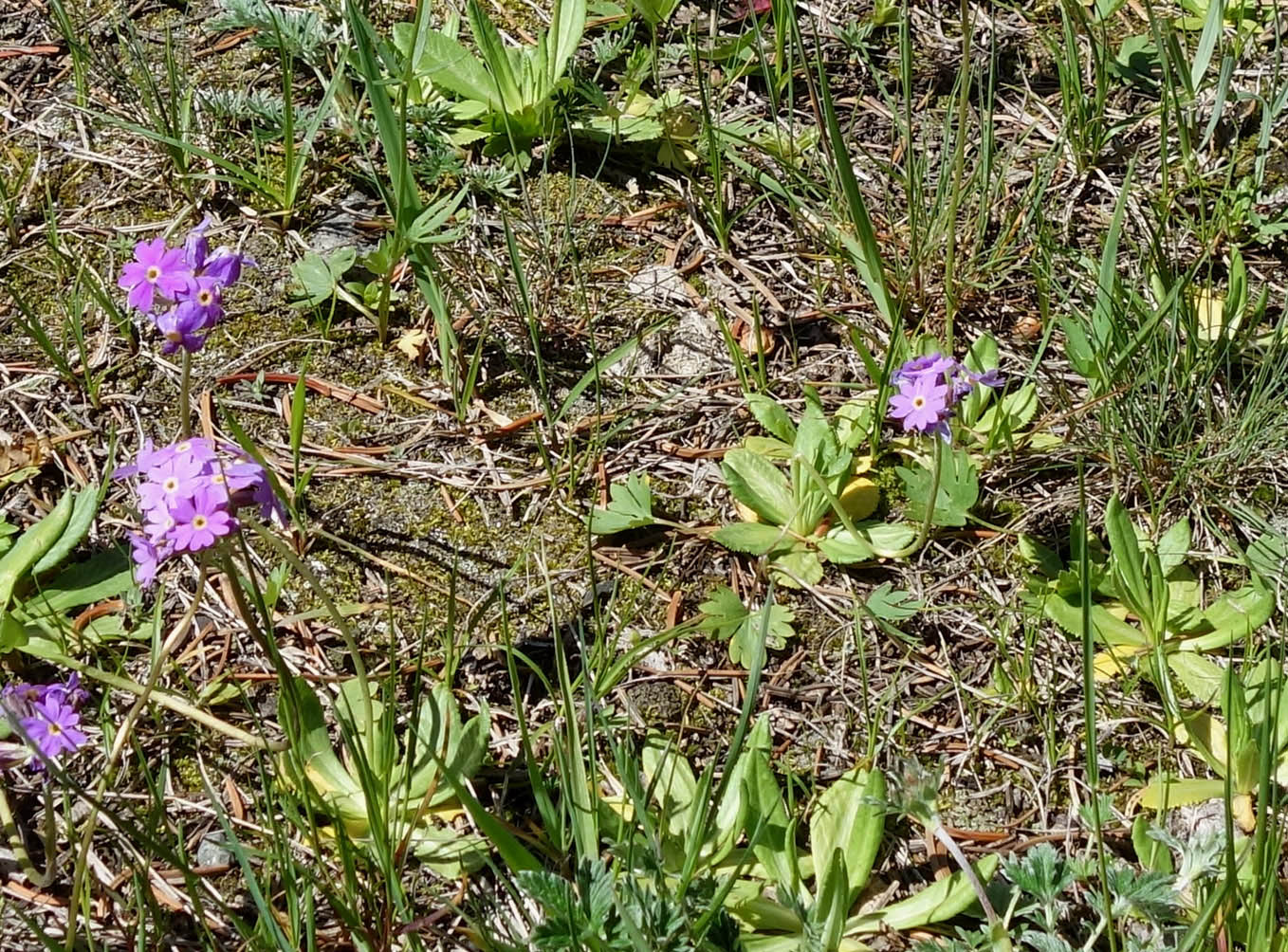 Image of Primula algida specimen.