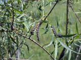 Salix niedzwieckii