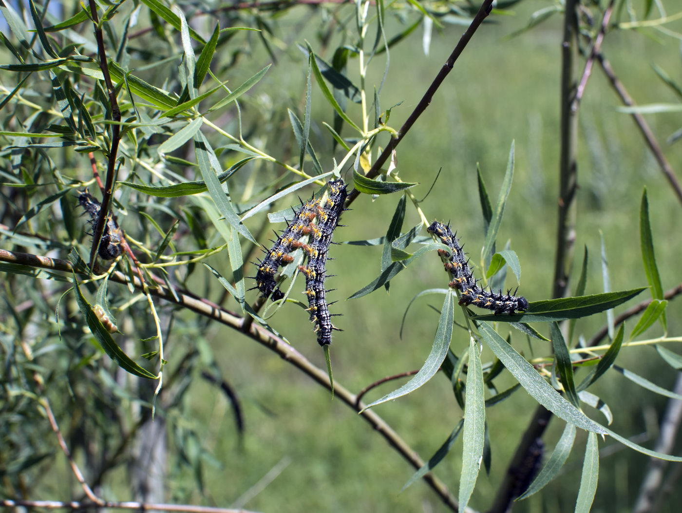Image of Salix niedzwieckii specimen.