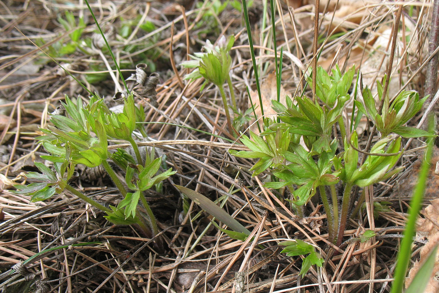Image of Pulsatilla patens specimen.