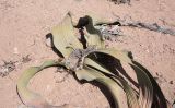 Welwitschia mirabilis