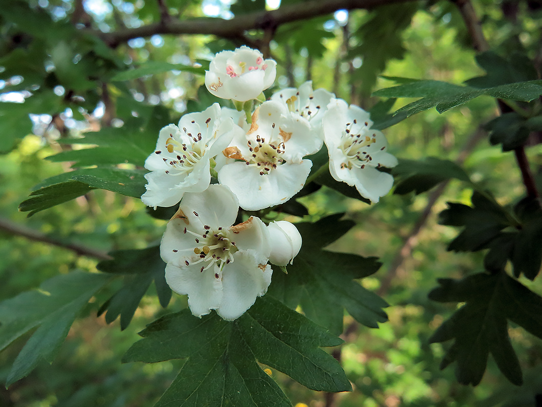 Image of Crataegus ambigua specimen.