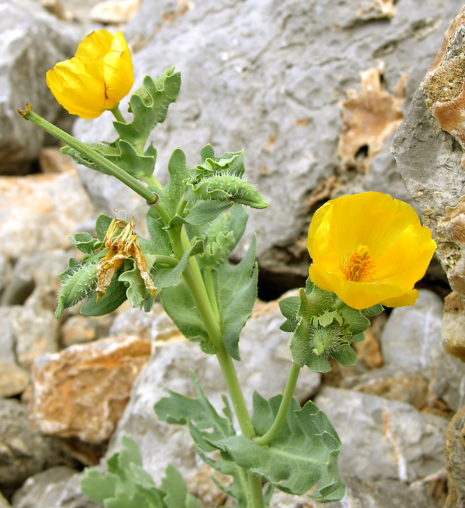 Изображение особи Glaucium flavum.